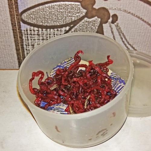 Motyll_20180228.jpg