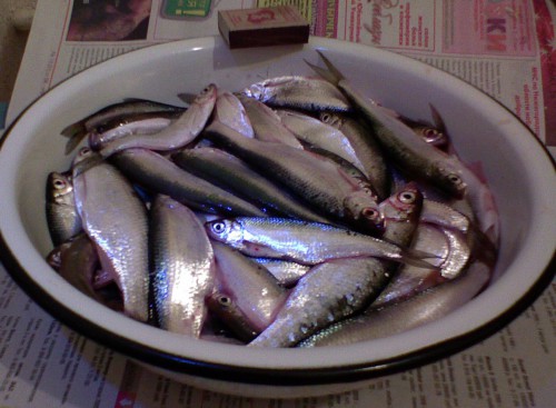 Shimrsk12042011-4.jpg