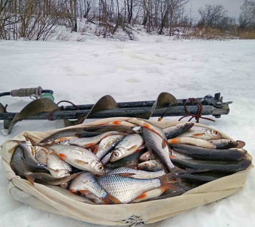 Ryb_23.03.2018-2.jpg