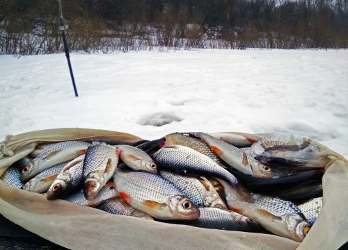 Ryb_27.03.2018-4.jpg