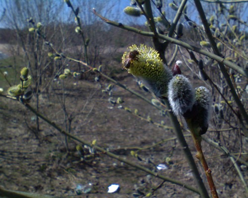 Vilja27042011-6.jpg