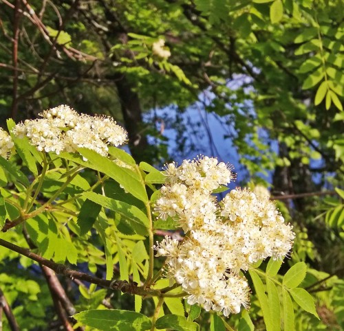 Les_17.05.2018-2.jpg