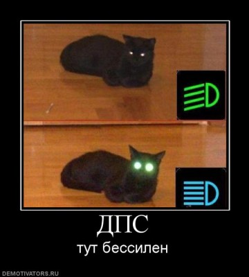 дпс кот.jpg