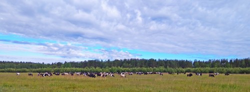 Les_07.06.2018-1.jpg