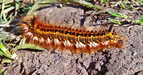Les_16.06.2018-5.jpg