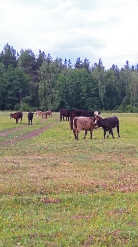 Les_20.06.2018-1.jpg