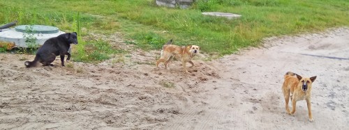 Les_09.07.2018-4.jpg