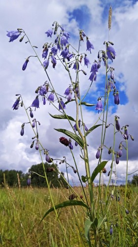 Les_11.07.2018-3.jpg