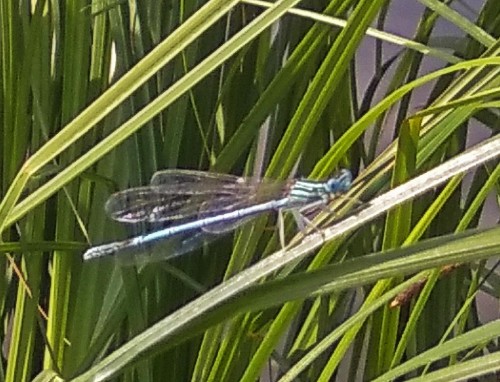 Les_15.07.2018-3.jpg