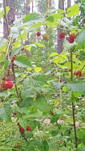 Les_22.07.2018-3.jpg