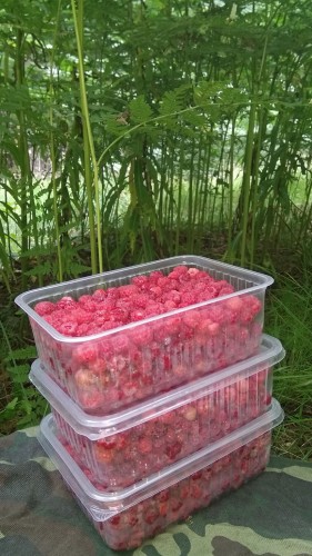 Les_22.07.2018-4.jpg