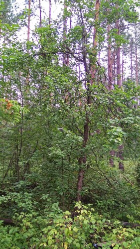 Les_27.07.2018-1.jpg