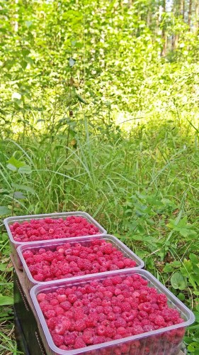 Les_27.07.2018-2.jpg