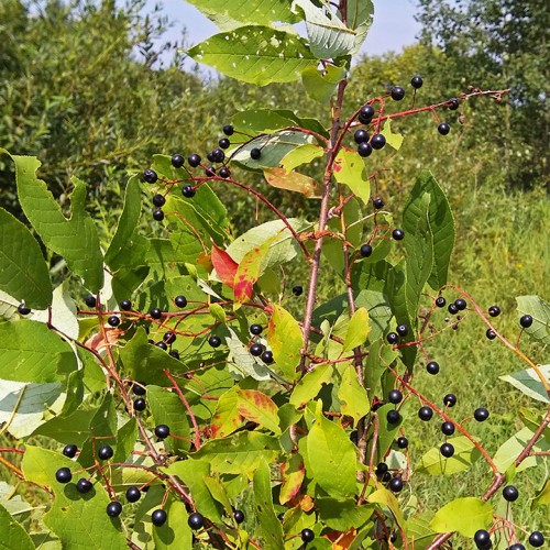 Les_28.07.2018-5.jpg