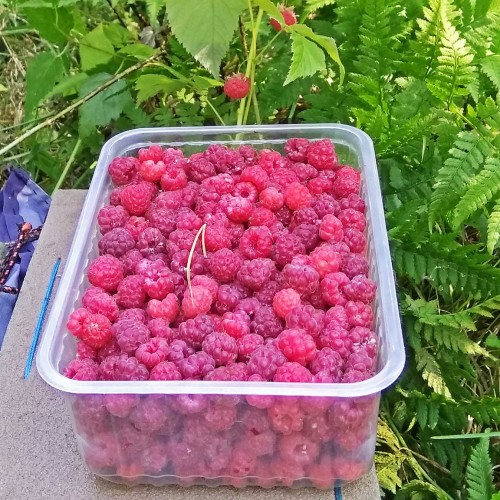 Les_31.07.2018-4.jpg