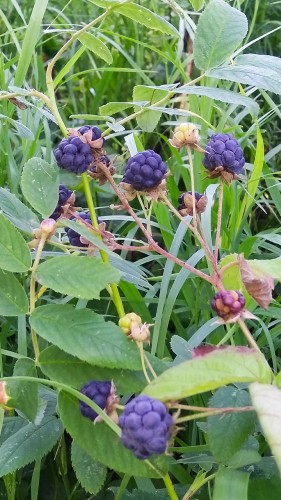 Les_10.08.2018-1.jpg