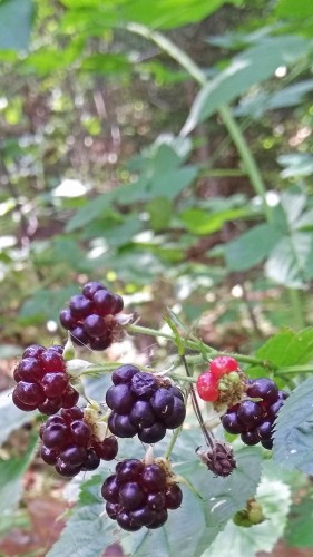 Les_13.08.2018-1.jpg