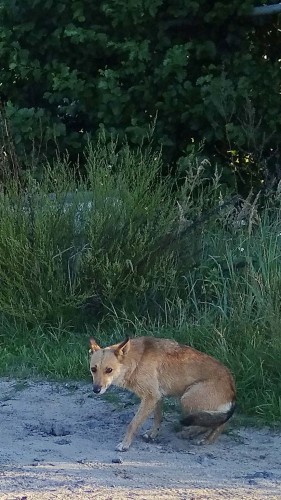 Les_17.08.2018-4.jpg