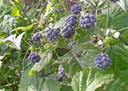 Les_19.08.2018-3.jpg