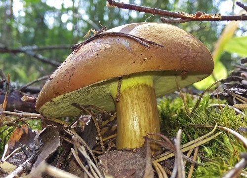 Les_26.08.2018-2.jpg