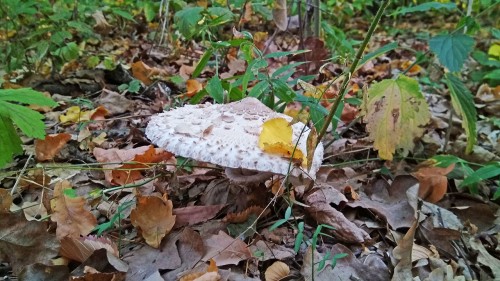 Les_04.09.2018-3.jpg