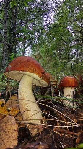 Les_29.09.2018-4.jpg