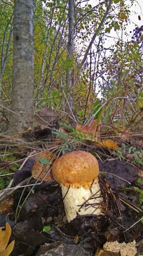 Les_05.10.2018-4.jpg