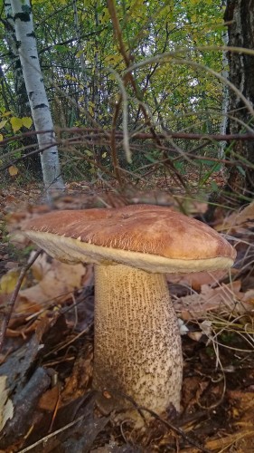 Les_05.10.2018-5.jpg