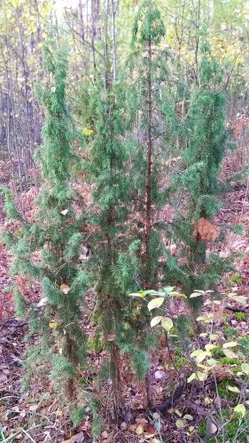 Les_09.10.2018-1.jpg