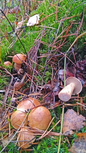 Les_09.10.2018-4.jpg