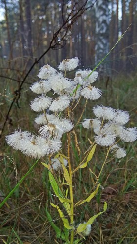 Les_15.10.2018-1.jpg