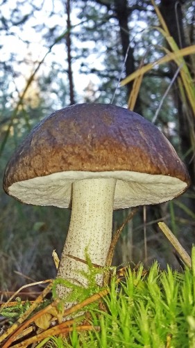 Les_15.10.2018-3.jpg