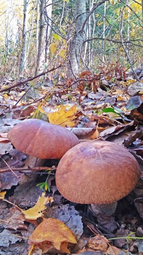 Les_17.10.2018-2.jpg