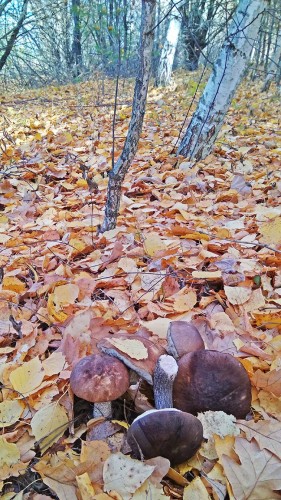 Les_20.10.2018-2.jpg