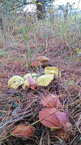 Les_22.10.2018-2.jpg