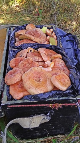 Les_22.10.2018-4.jpg