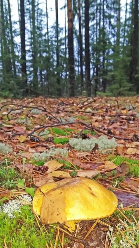 Les_25.10.2018-2.jpg