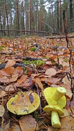 Les_25.10.2018-3.jpg