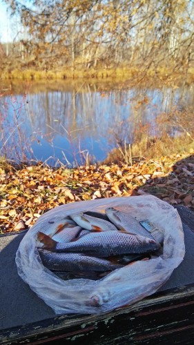 Ryb_31.10.2018-7.jpg