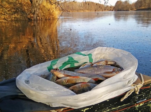 Ryb_14.11.2018-2.jpg