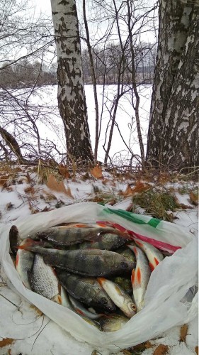 Ryb_25.11.2018-4.jpg