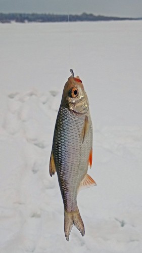 Ryb_27.12.2018-4.jpg