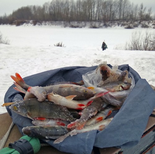 Ryb_02.01.2019-5.jpg