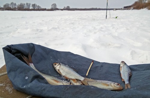 Ryb_03.01.2019-6.jpg