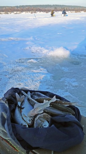 Ryb_09.01.2019-5.jpg
