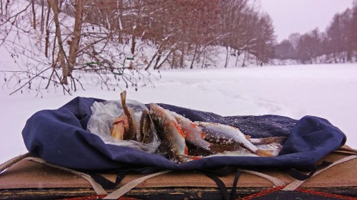 Ryb_14.01.2019-4.jpg