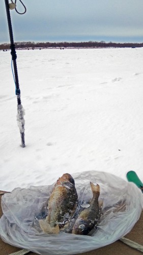 Ryb_16.01.2019-6.jpg