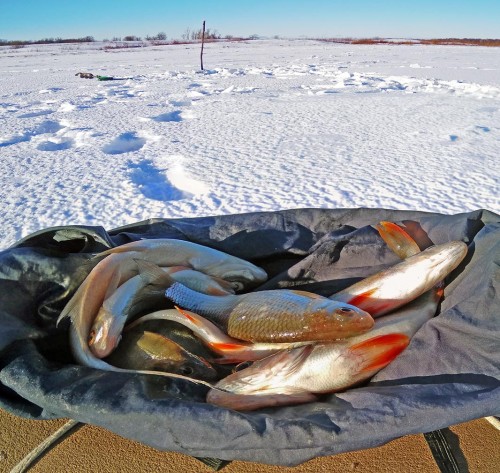 Ryb_19.01.2019-6.jpg