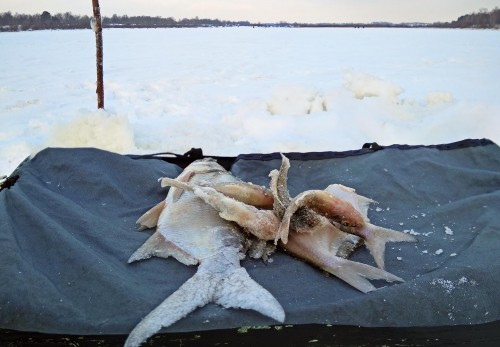 Ryb_21.01.2019-5.jpg