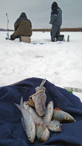 Ryb_29.01.2019-6.jpg